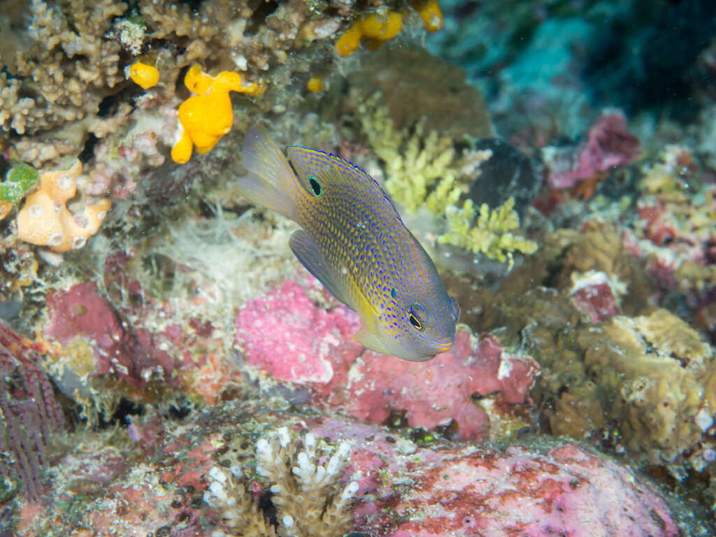 Image of Ocellate damselfish