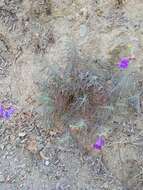 Image of foothill beardtongue