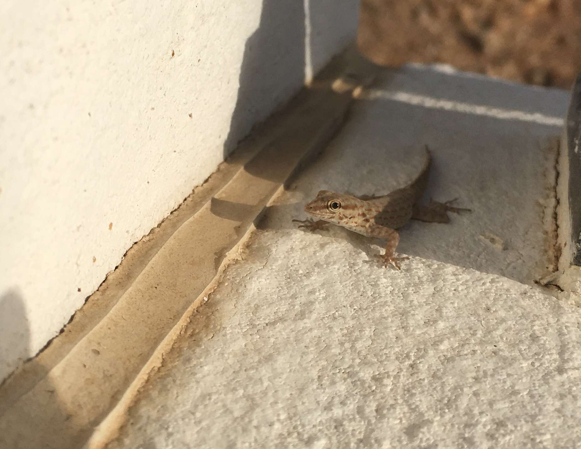 Image of Blandford's Semaphore Gecko