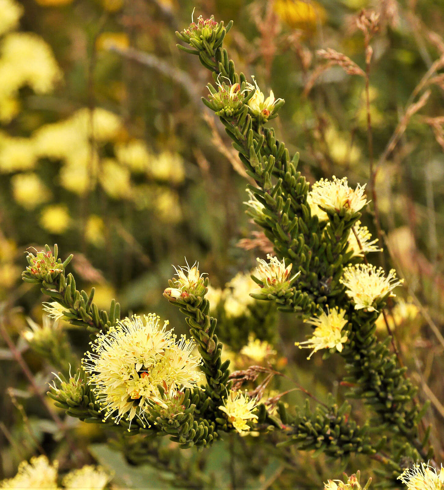 Image of Leionema diosmeum (A. Juss.) Paul G. Wilson