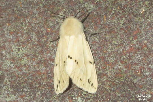 Image of Spilosoma lutea Hüfnagel 1766