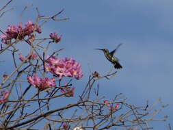 Image of Black-throated Mango