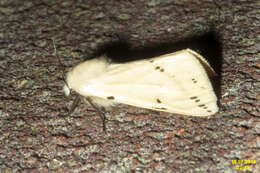 Spilosoma lutea Hüfnagel 1766 resmi