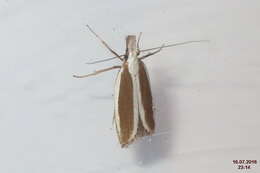 Image of Juniper webworm