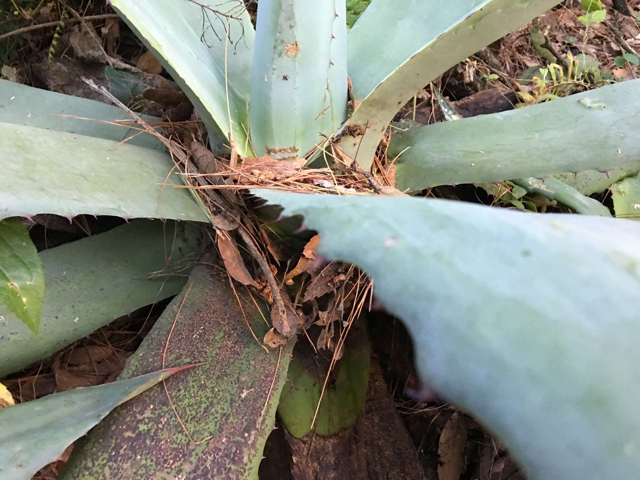 Image de Agave hookeri Jacobi