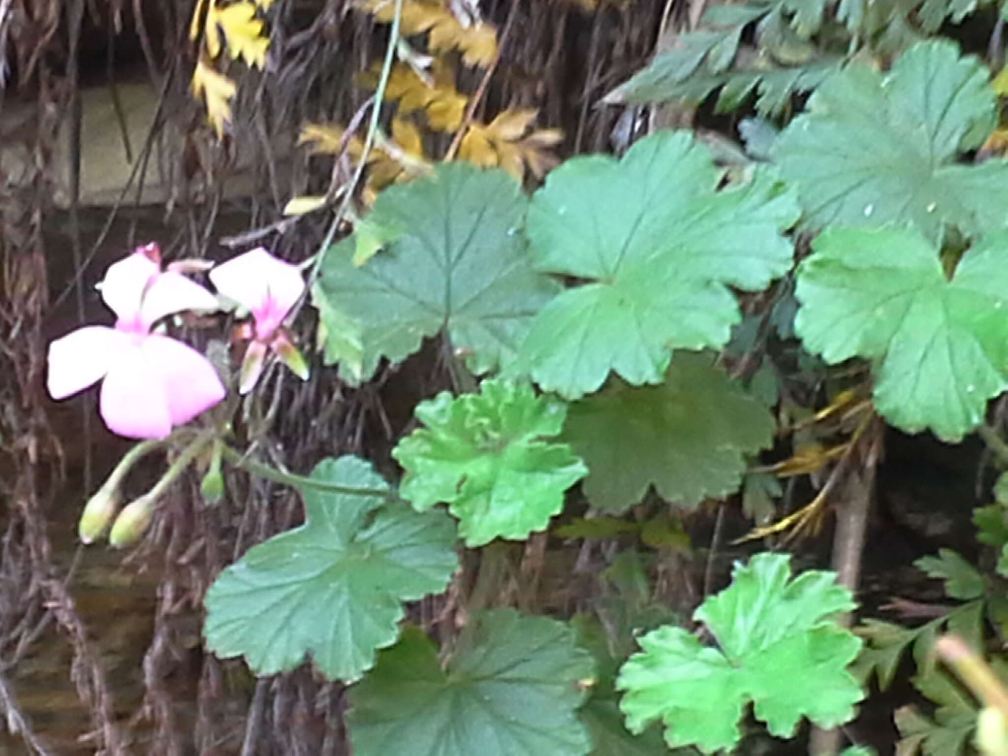 Image of Pelargonium acraeum R. A. Dyer