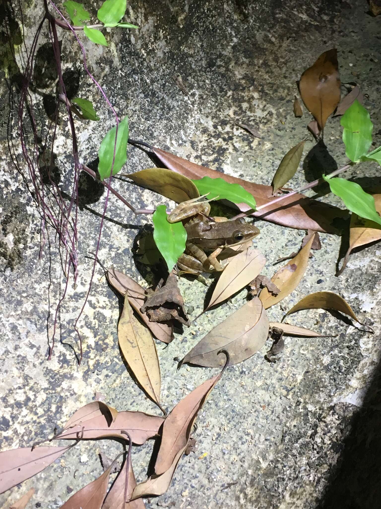 Image of Guenther's Amoy Frog