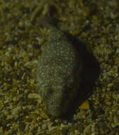 Image of Cheek-barred Toadfish