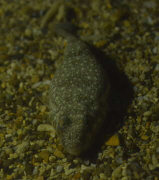 Image of Cheek-barred Toadfish