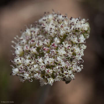 Image of Nevada biscuitroot