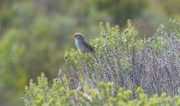 Imagem de Cisticola fulvicapilla silberbauer (Roberts 1919)