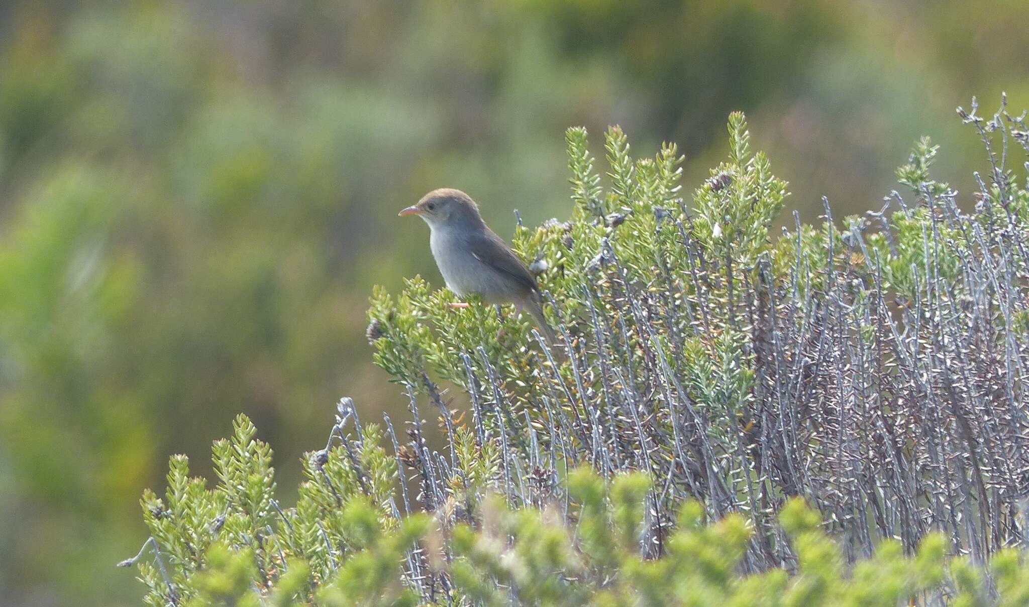 Imagem de Cisticola fulvicapilla silberbauer (Roberts 1919)