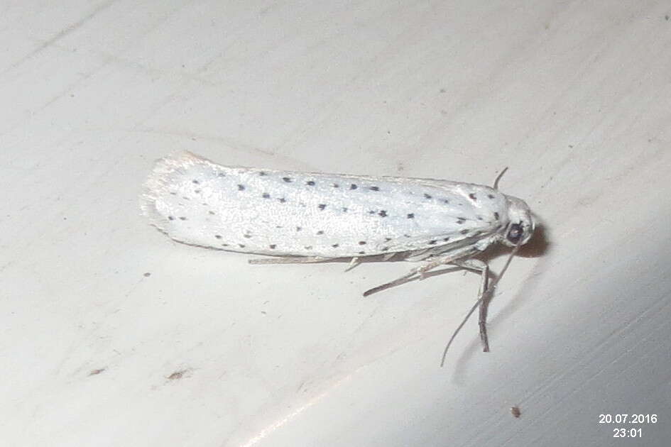 Image of Ermine moth