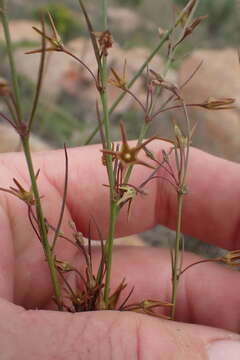 Ceropegia chlorantha (Schltr.) Bruyns的圖片