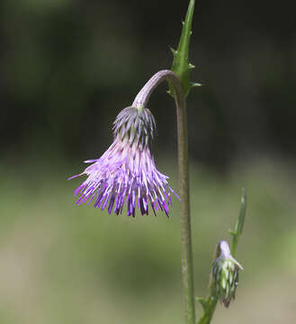 Image of Cirsium sieboldii Miq.