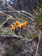 Слика од Daviesia ulicifolia C. R. P. Andrews