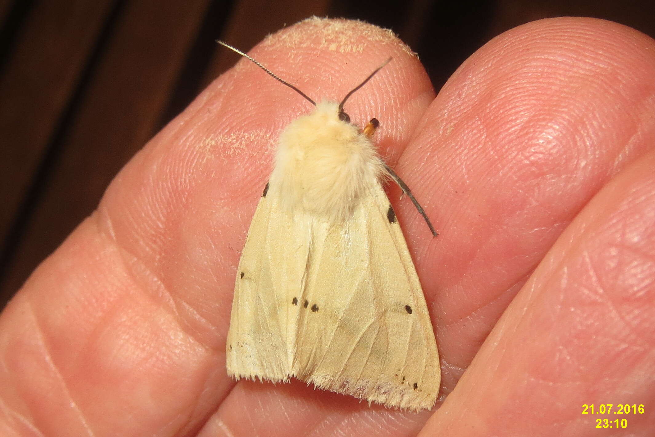 Image of Spilosoma lutea Hüfnagel 1766