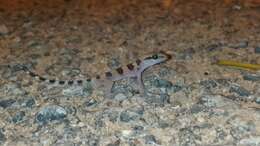 Image of Jerdon’s Gecko