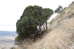 صورة Juniperus excelsa subsp. polycarpos (K. Koch) Takht.