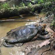 Image of Macrochelys