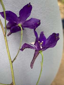 Image of San Bernardino larkspur