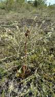 Image of Aloe leandrii Bosser