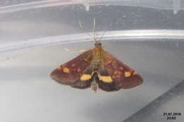 Image of Mint moth