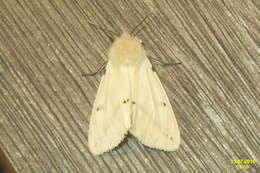 Image of Spilosoma lutea Hüfnagel 1766