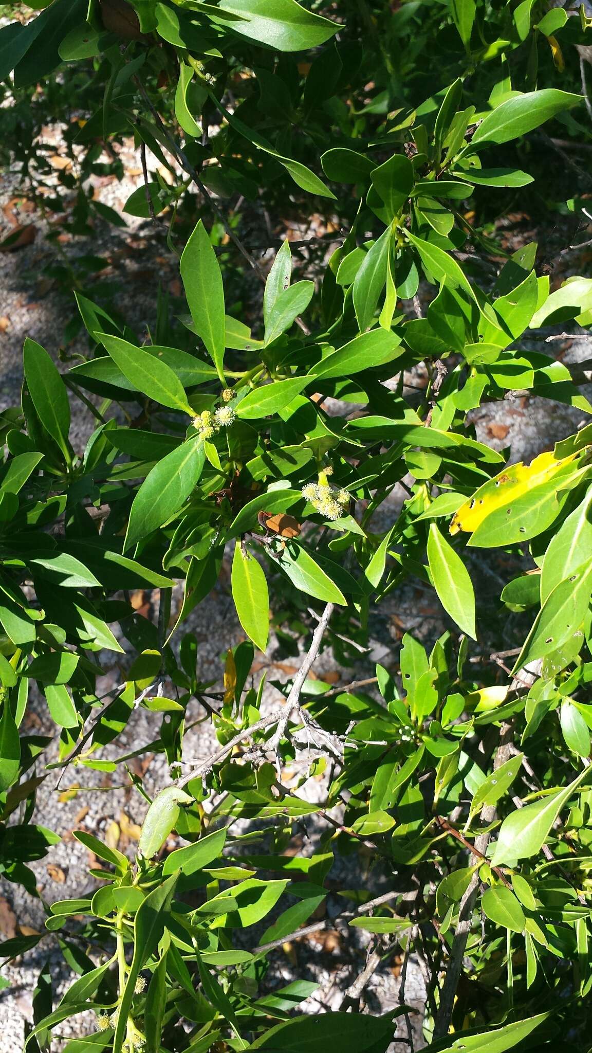 Image of mangrove