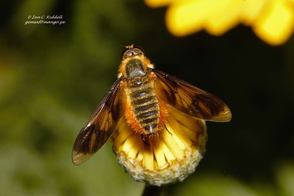 Image of Notolomatia pictipennis (Wiedemann 1828)