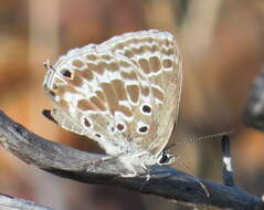 Image of Lepidochrysops asteris (Godart (1824))