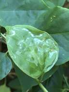Sivun Liriomyza schmidti Aldrich 1929 kuva
