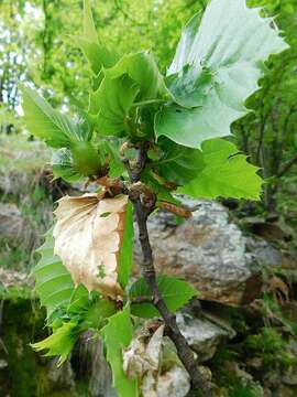 Image of Asian chestnut gall wasp