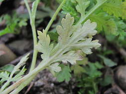 Image of Paraperonospora sulphurea (Gäum.) Constant. 1989