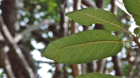 Image of Ficus bussei Warb. ex Mildbr. & Burret