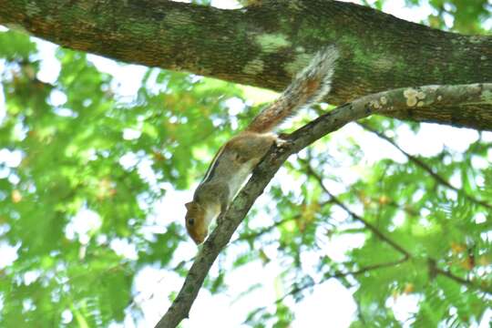 Image of Jungle Palm Squirrel