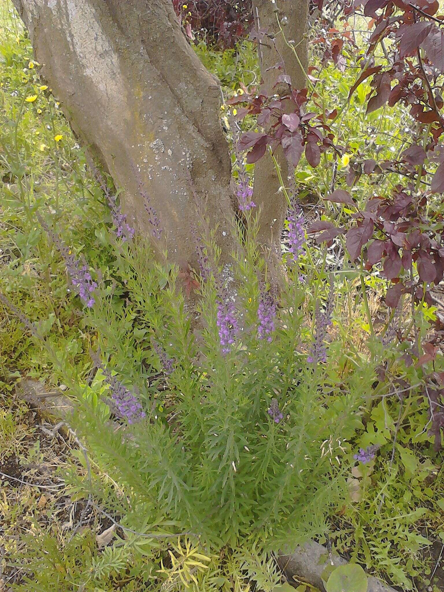 Plancia ëd Linaria purpurea (L.) Mill.