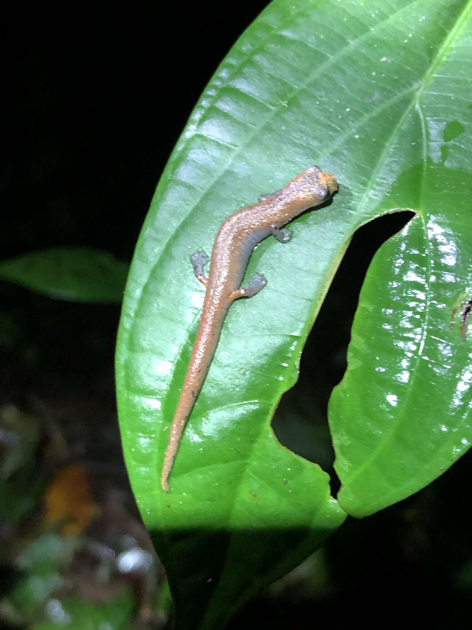 Image of Nauta Salamander