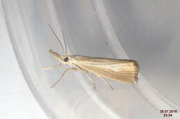 صورة Agriphila straminella