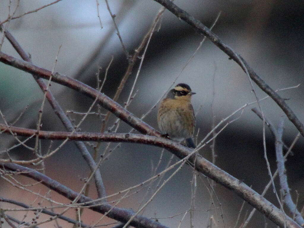 Image of Siberian Accentor