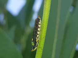 Image of Acrogonia flavoscutellata (Signoret 1855)