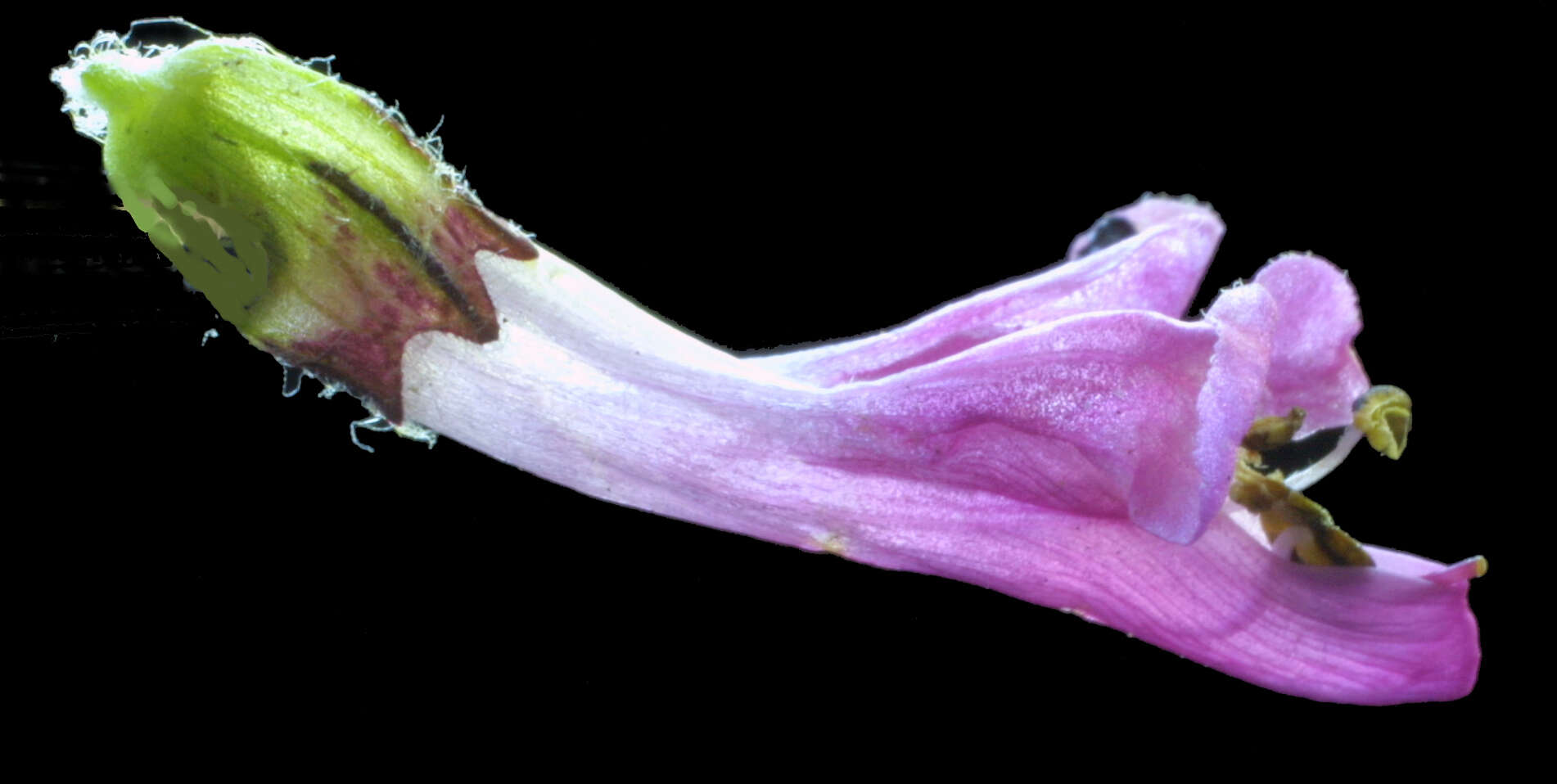 Image of woolly lousewort