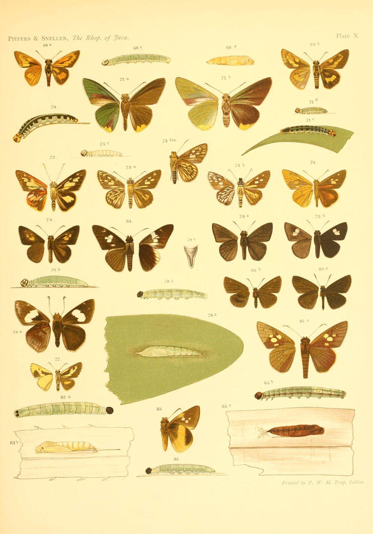 Image of Pemara pugnans De Nicéville 1891