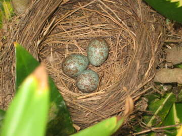 Image of thrushes