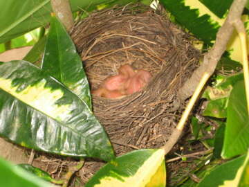 Image of thrushes