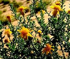 Image of Inula salsoloides (Turcz.) Ostenf.