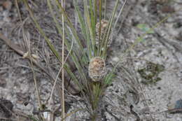 Sivun Lomandra leucocephala subsp. leucocephala kuva