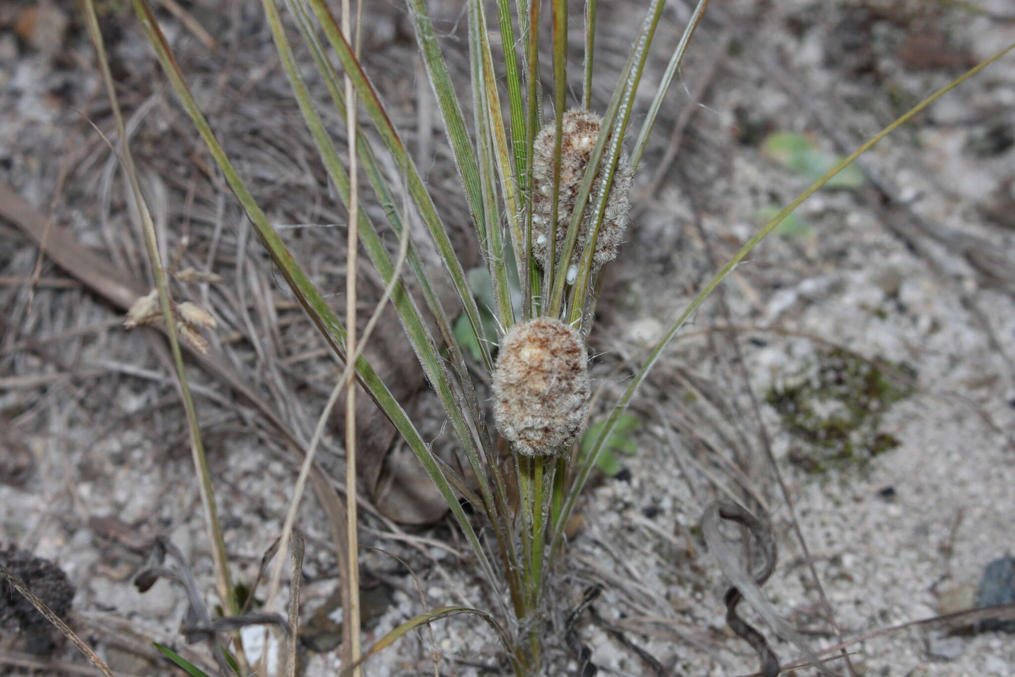 Sivun Lomandra leucocephala subsp. leucocephala kuva