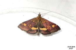 Image of Mint moth