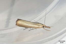 صورة Agriphila straminella